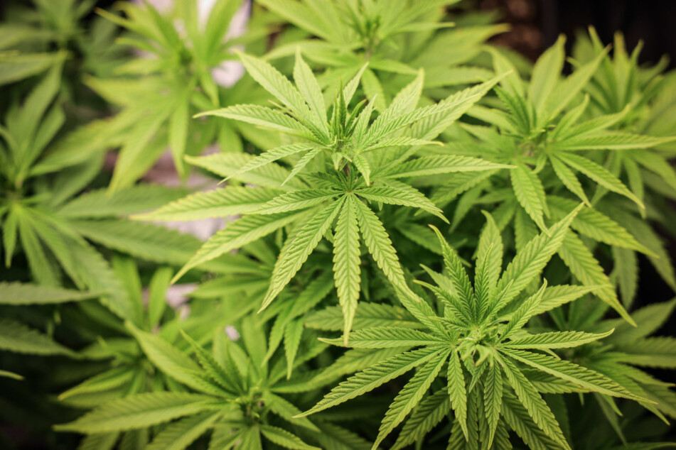 Die Cannabispflanze könnte bald in vielen Chemnitzer Wohnungen zur Gewohnheit werden. Die Nachfrage ist groß.