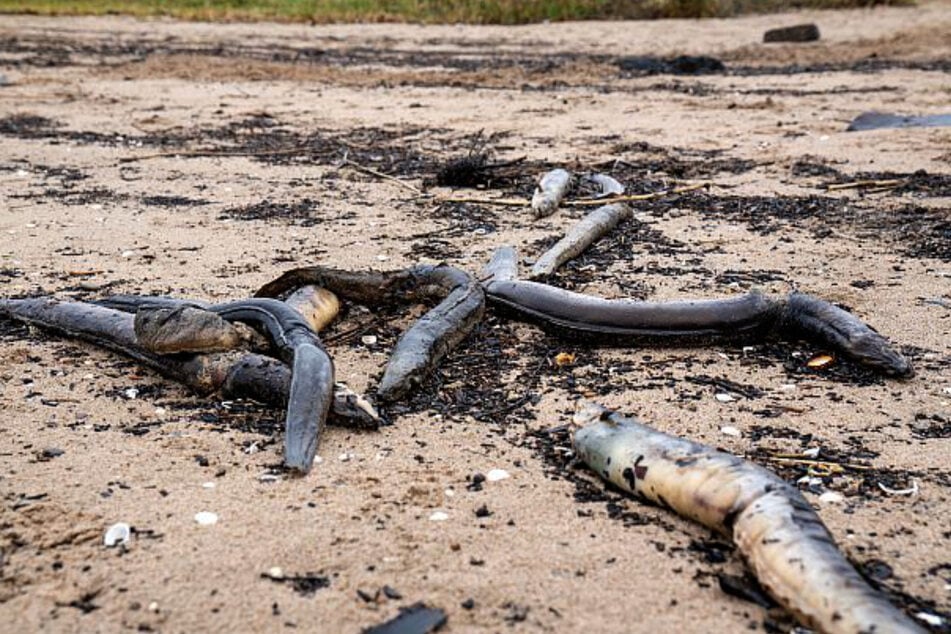 V posledních dnech byly na břehu Rýna u Düsseldorfu‑Himmelgeist vyplaveny mrtvé a zmrzačené úhoři.