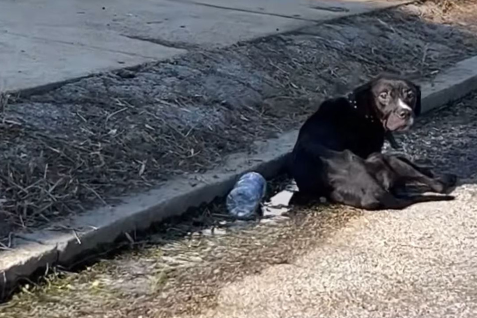 Frau will Hund auf Straße retten: Als sie ihn näher ansieht, bricht ihr das Herz