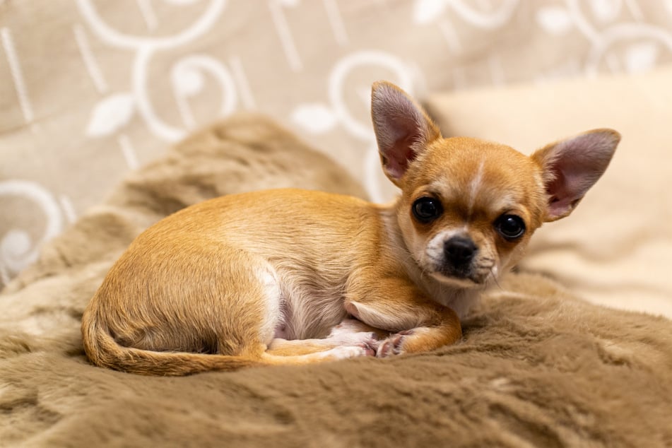 Chihuahuas are hardly the lookers you'd expect from such a popular doggo.