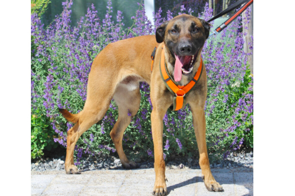 Malinois Tyger.