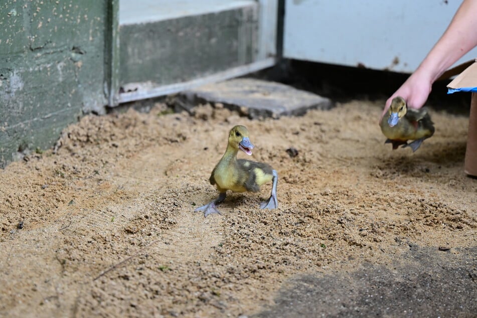 Die Küken sind vor wenigen Tagen geschlüpft und erkunden zurzeit die Backstage-Zone der Fasanerie im Kölner Zoo.