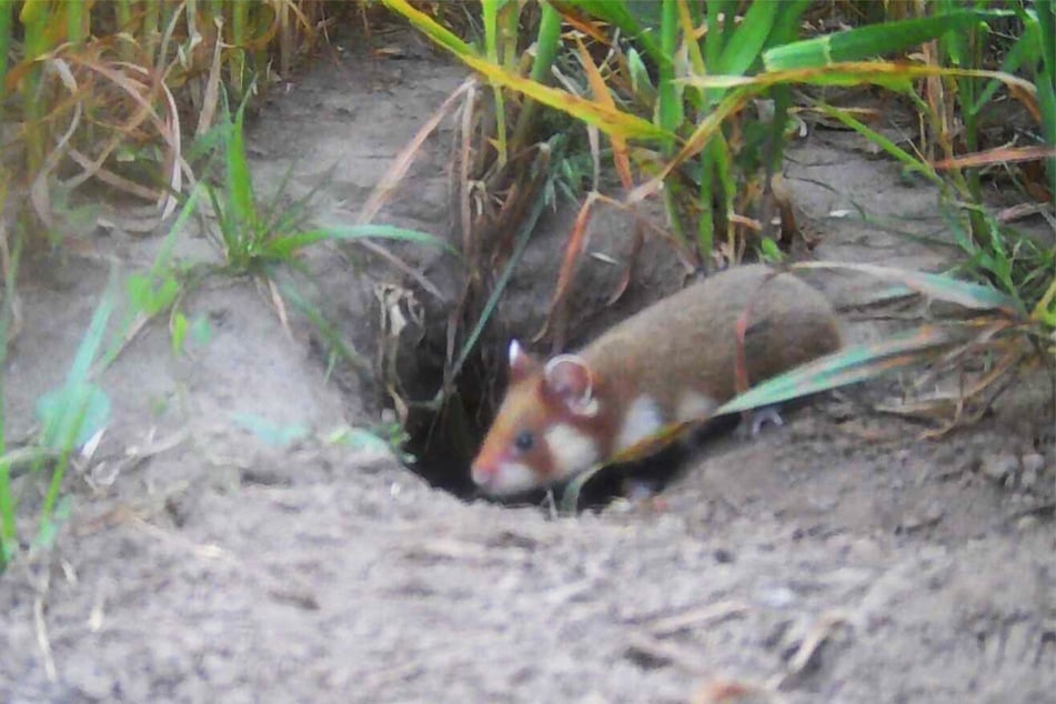 Das Bild einer Wildkamera zeigt einen bereits ausgewilderten Hamster im Norden Sachsens.