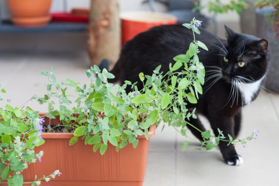 Katzen reagieren bei manchen Kräutern nur auf deren Duft und reiben sich dann an den Pflanzenteilen.