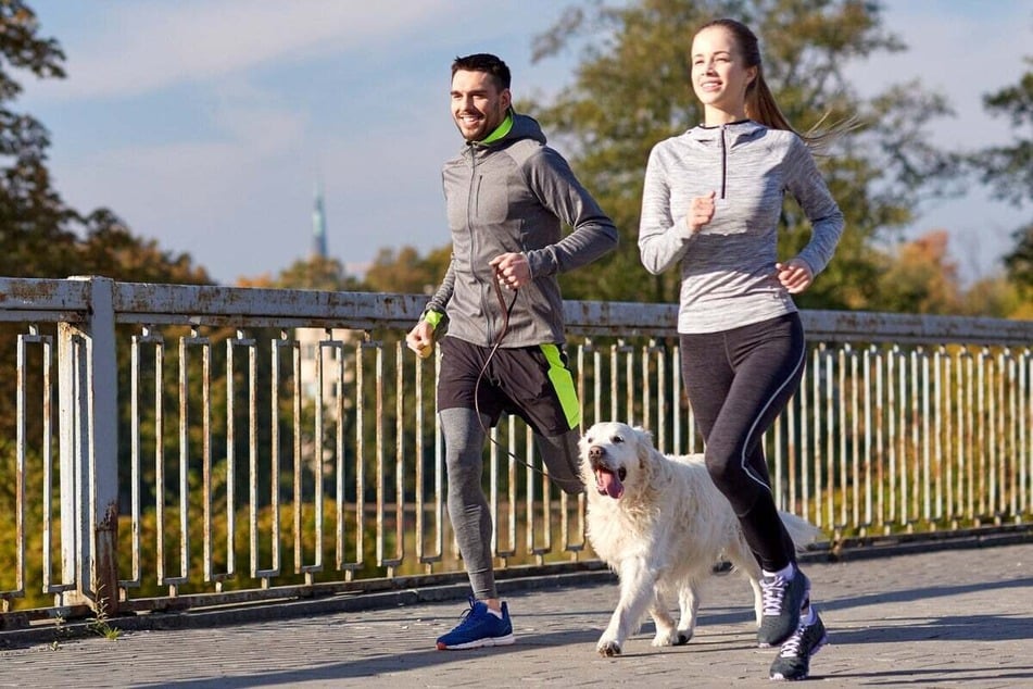 A Labradoodle is just as suitable for active people as a purebred Labrador dog (pictured.)