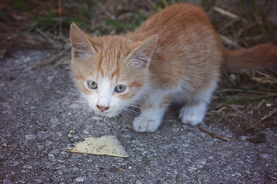 There are no cheeses cats will turn their noses up at, but plenty they shouldn't eat.