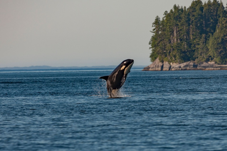 Auch Orcas vollbringen Meisterleistungen. Trotz ihres Gewichts springen sie bis zu fünf Meter hoch.
