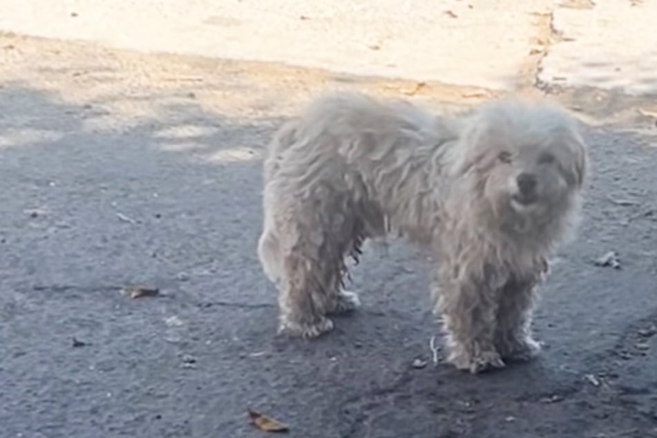 Familie zieht aus, lässt Hund zurück: Was er dann immer wieder tut, zerreißt Retterin das Herz