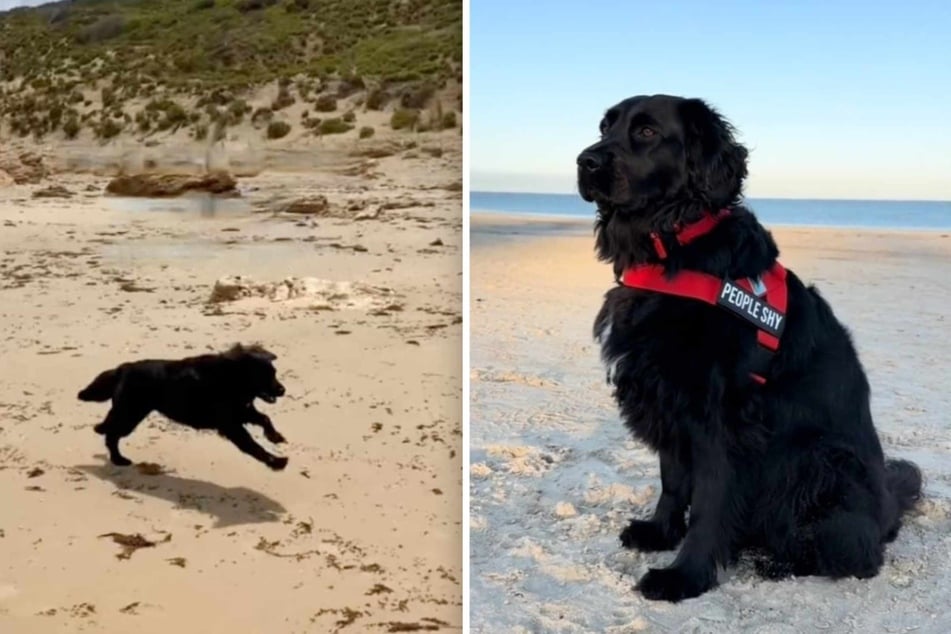 A year ago, breeding dog Flash went into her well-deserved retirement. She's been living with Tania Verbeeck ever since – but now it's time for a reunion with her long-lost sister!