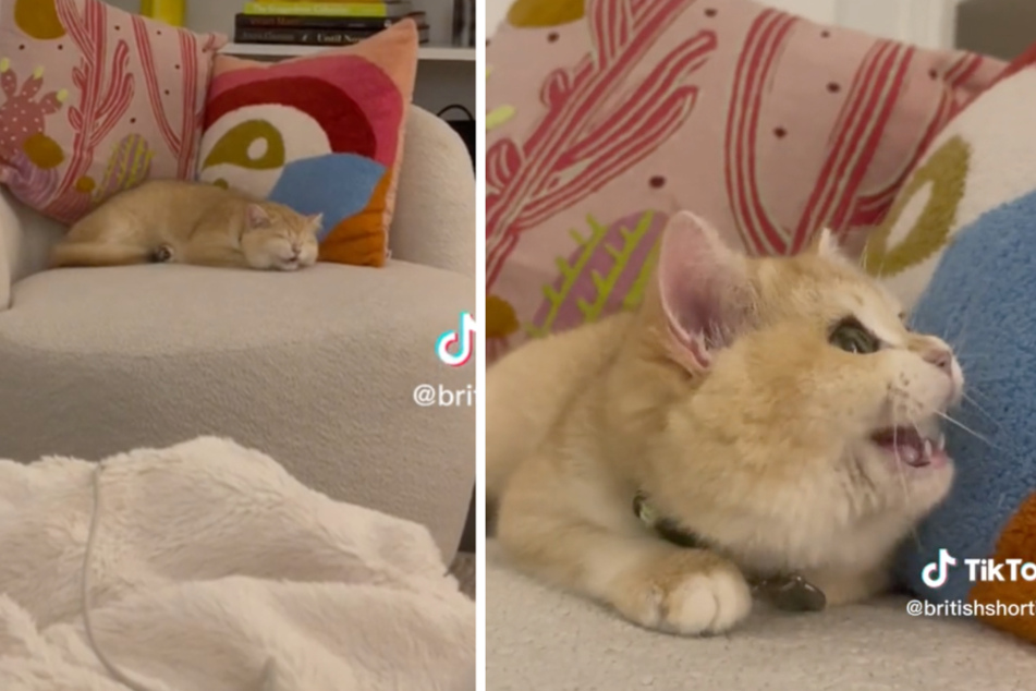 Cat's adorable reaction to Netflix intro sound goes viral