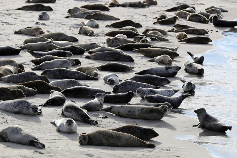Robben und Seehunde liegen am Südstrand auf der Düne vor der Insel Helgoland in der Sonne. (Archivbild)