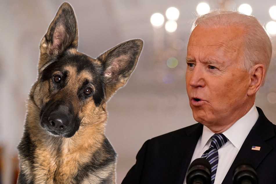 Glaubt Joe Biden (78, r.) etwa, dass Hunde medizinische Wunderkräfte haben? Nein, keine Sorge. Er sagt nur, dass die Tiere in der Medizin helfen können. (Bildmontage)