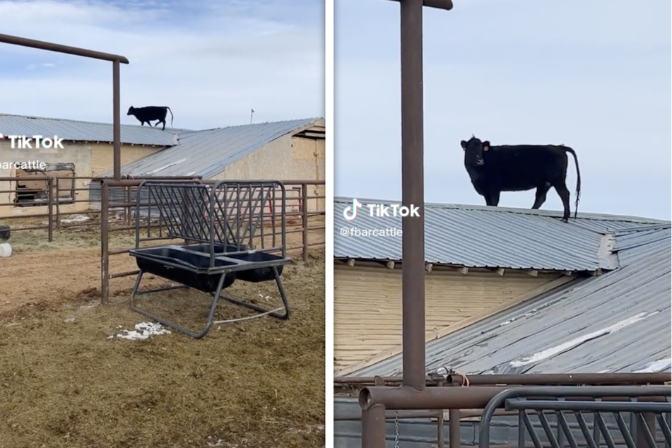 Tierisch beeindruckend: Sportliche Kuh auf Scheunen-Dach geklettert