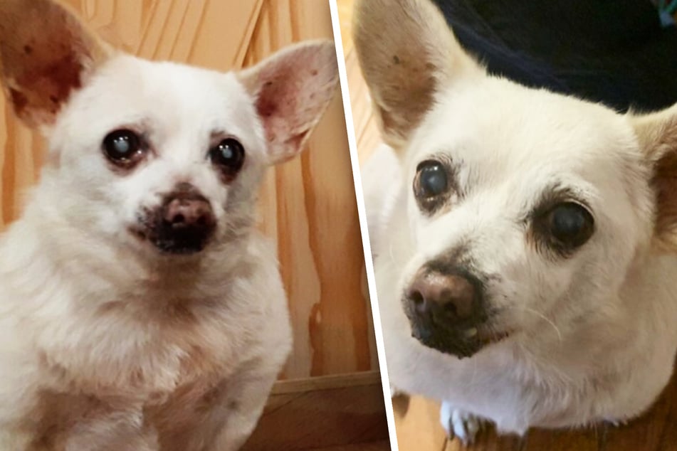 Am 7. Januar war Spike 23 Jahre und 43 Tage alt. Dass der Hunde-Opa nicht mehr so gut sehen kann, lässt sich an seinen trüben Augen erkennen.
