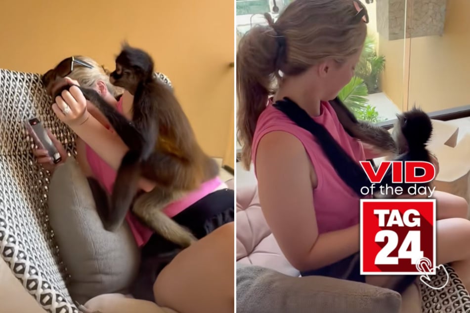 viral videos: Viral Video of the Day for September 22, 2025: Monkey hilariously crashes couple's honeymoon!
