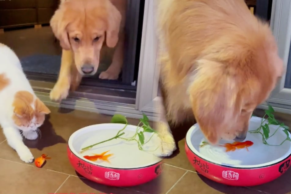 Golden retriever Summer rescues the poor goldfish from the cat's clutches.