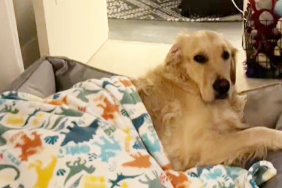 Frau glaubt, sie könne ihren Golden Retriever allein zu Hause lassen: Dann trifft sie der Schlag