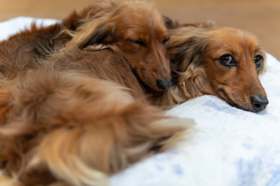 Alle Hunde und Tiere im Haushalt sollten gegen Giardien behandelt werden, um eine erneute Ansteckung zu verhindern.