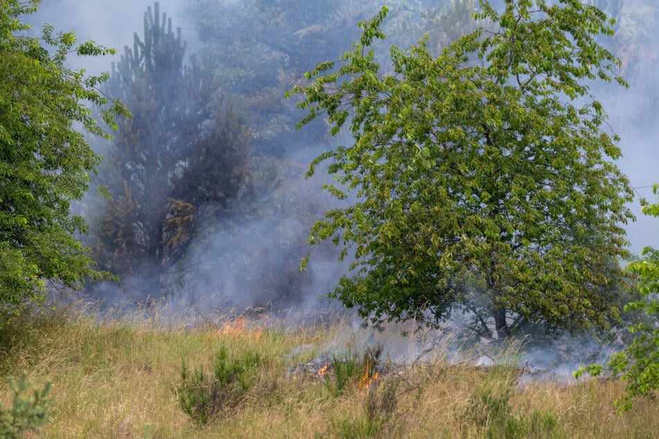Die Waldbrandgefahr ist durch die Hitze in Deutschland drastisch gestiegen. (Symbolfoto)