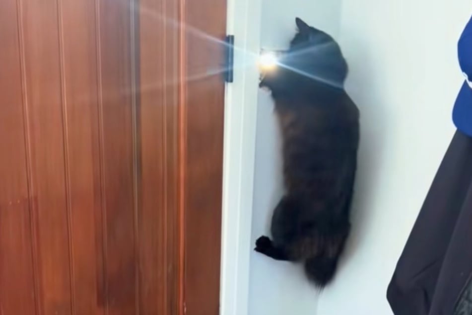 Wie ein Löwe kämpft der Kater gegen den Postmann - und um sein Revier.