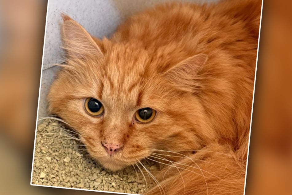 Die Kater hatten gemeinsam mit etlichen weiteren Katzen in einem verwahrlosten Haushalt gelebt.
