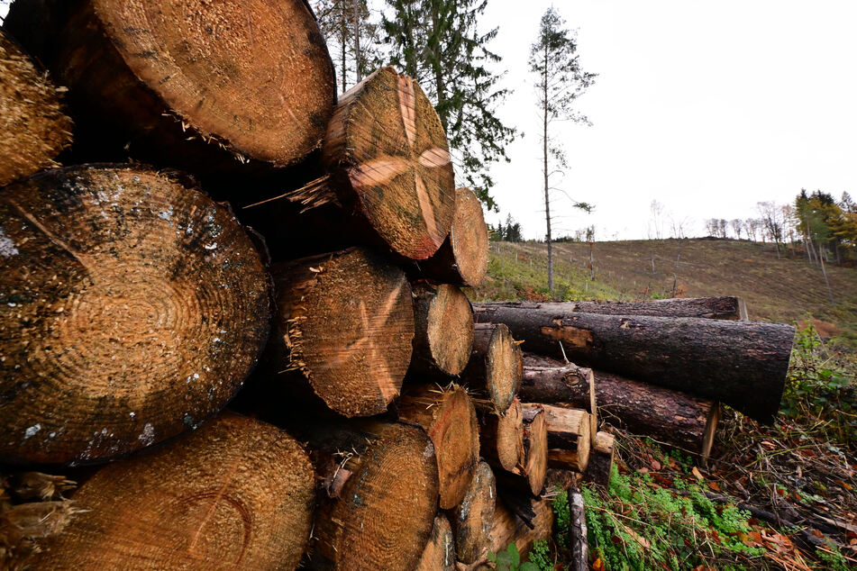 Im vergangenen Jahr wurden 5,9 Millionen Kubikmeter geschädigtes Holz aus den Wäldern gebracht, wie das Statistische Landesamt am Mittwoch mitteilte. (Symbolbild)