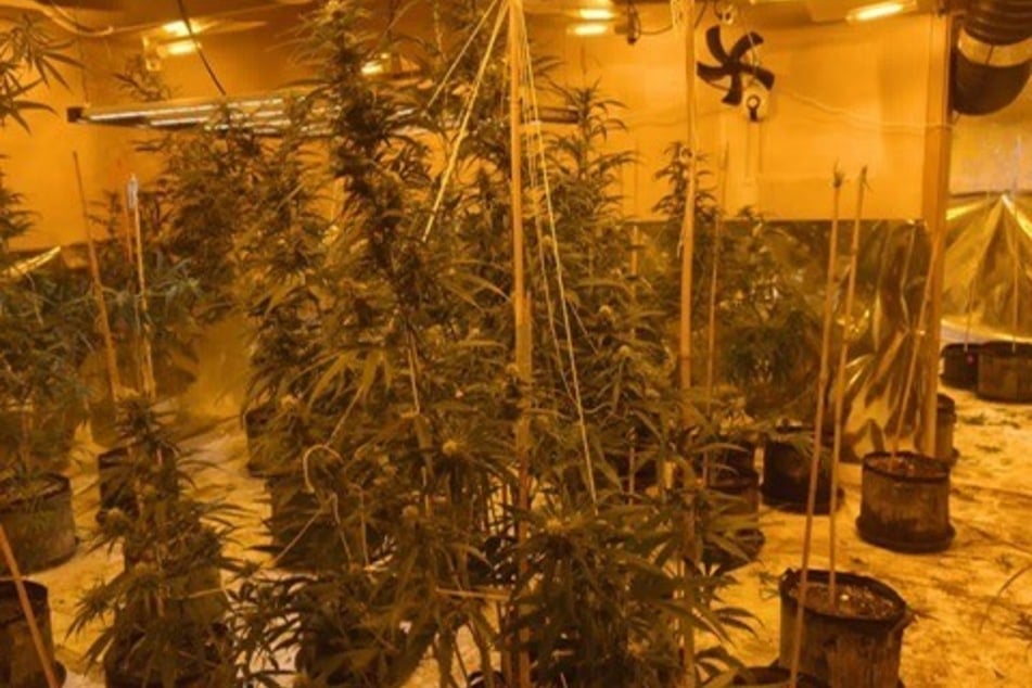 Am Mittwoch wurde an neun Orten in Sachsen-Anhalt nach Cannabis-Indoorplantagen gesucht.