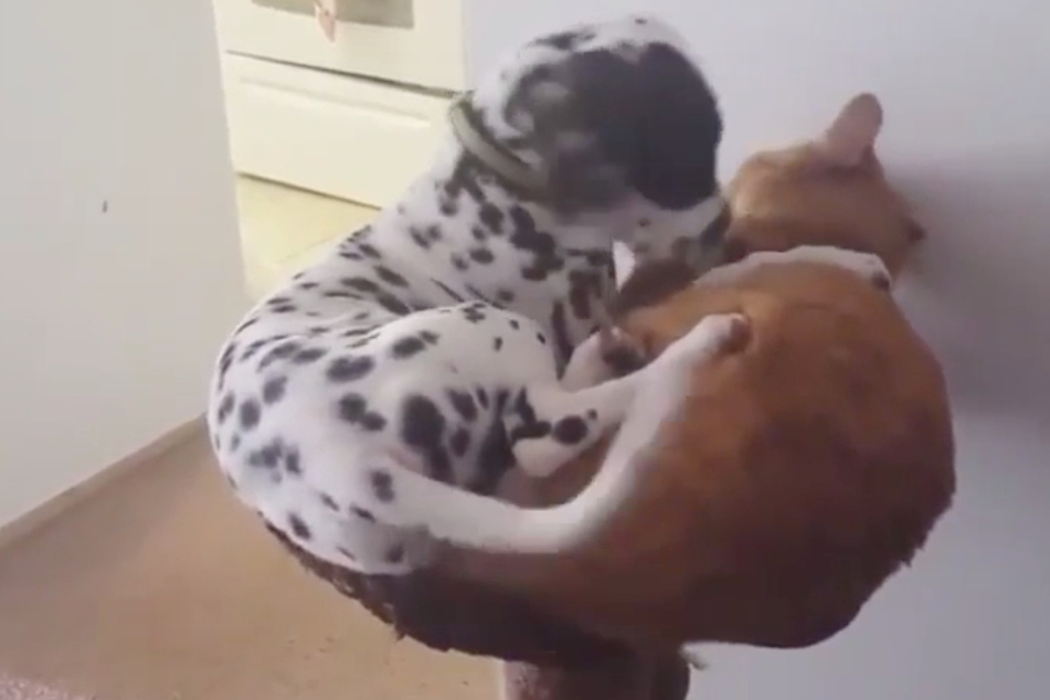 How did this dog climb the scratching post to cuddle with the cat?