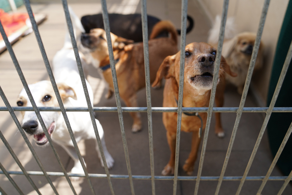 Frau wirft Hund über Tierheim-Zaun: Anzeige!