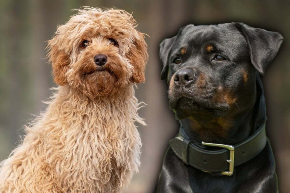 The mix of Poodle (l.) and Rottweiler (r.) is called a Rottie Doodle.
