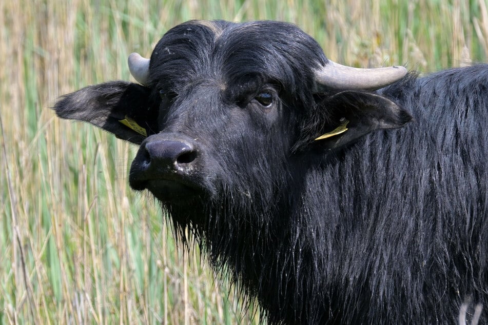 Die für Tiere hoch ansteckende Viruserkrankung wurde bei einer Wasserbüffel-Herde in Hönow im brandenburgischen Landkreis Märkisch-Oderland entdeckt. (Symbolbild)