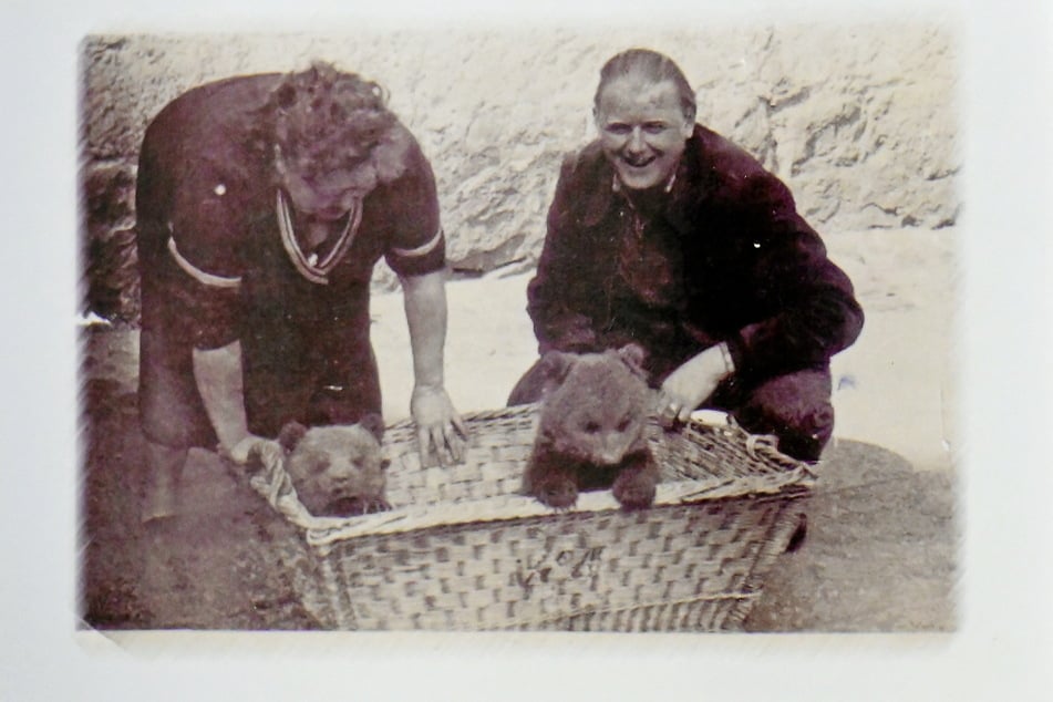 Ab 1953 lebte die Bärenhaltung auf Hartenfels wieder auf.