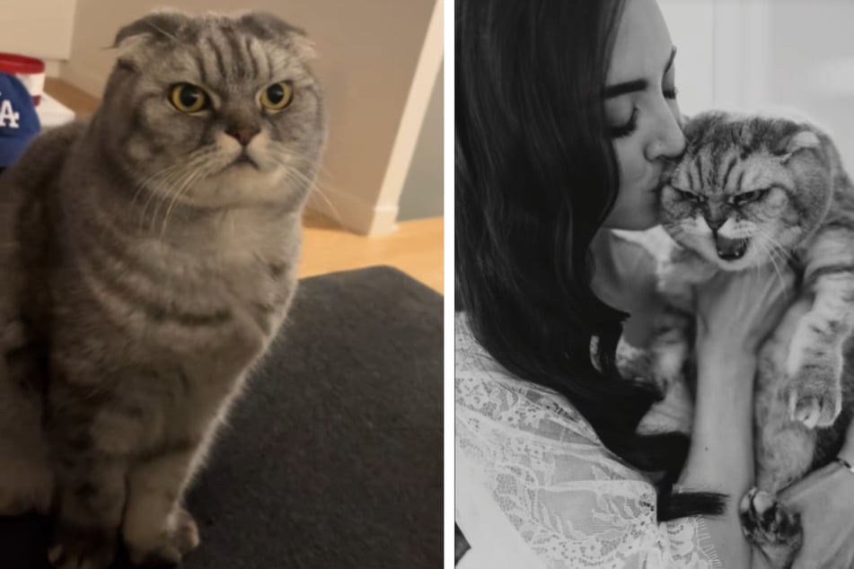 Kater Floyd war von der Heirat seines Frauchens alles andere als begeistert.