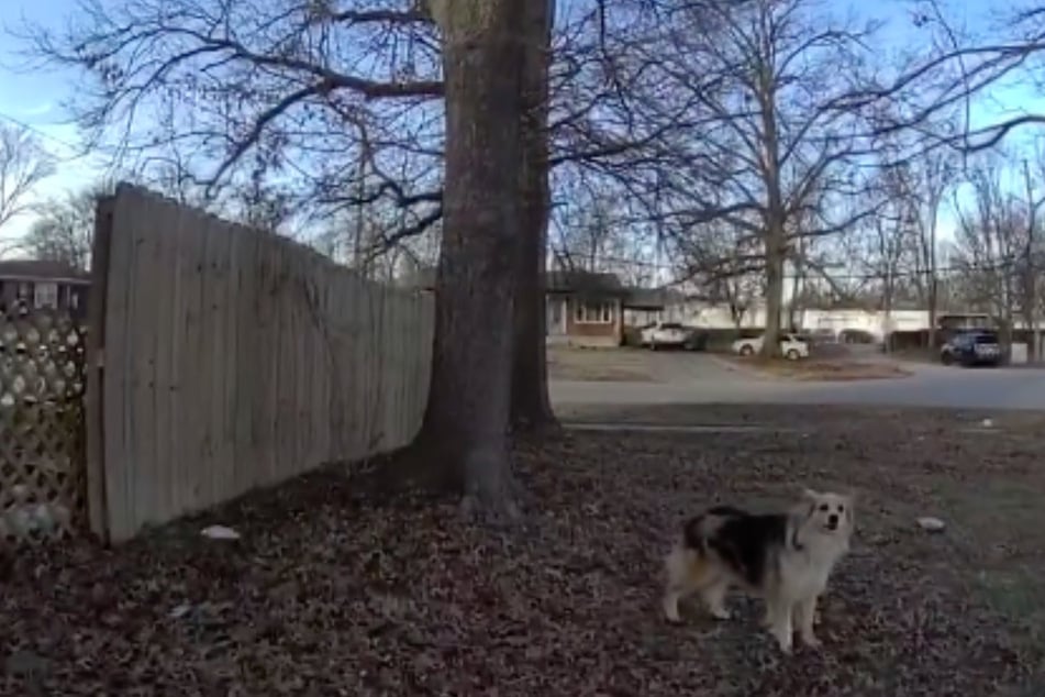 Diese Fellnase wurde zum Helden.