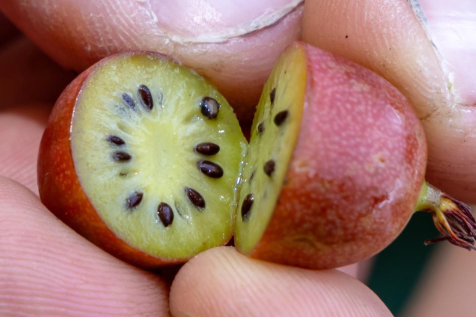 Die Kiwibeere, auch Minikiwi genannt, ist eine wahre Vitamin C-Bombe.