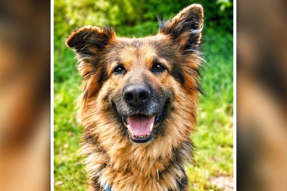 Asta (6) will ein neues Zuhause finden.