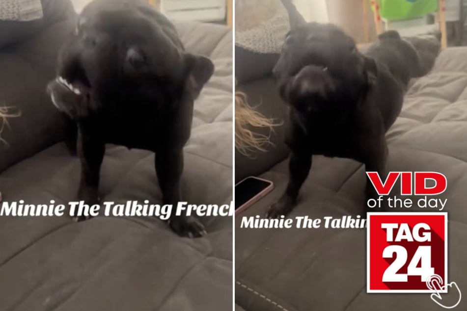 Today's Viral Video of the Day features a dog that almost sounded like she spoke human words!