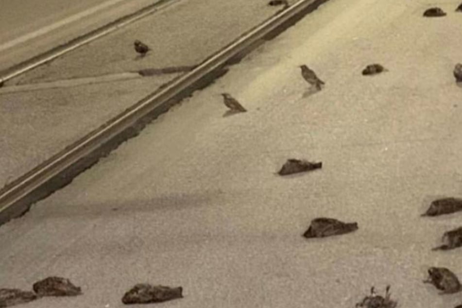 Viele Vögel kamen in der Silvesternacht ums Leben.