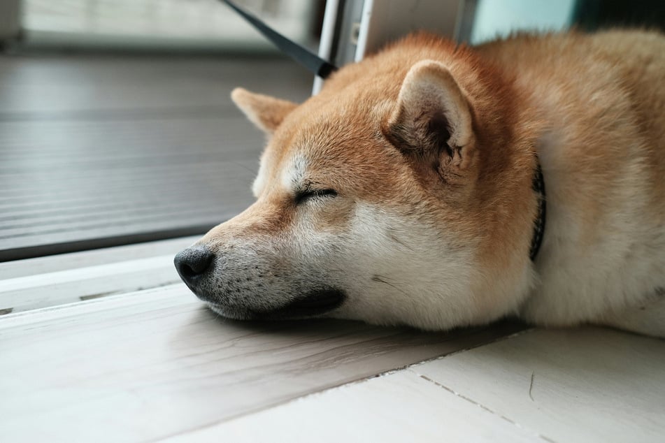 The humble Shiba Inu is one Japan's best dog breeds.