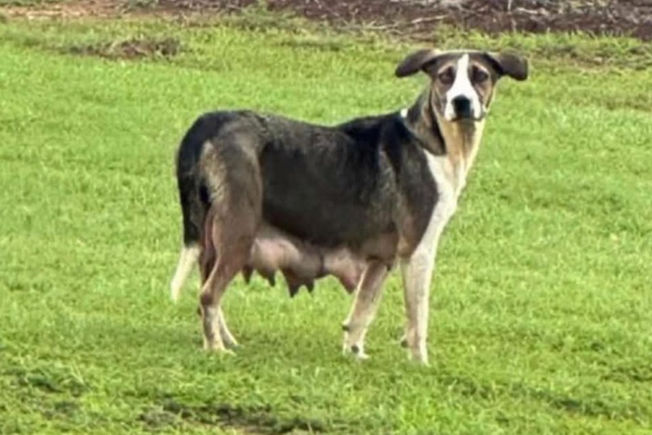 Hunde-Mama Annie hat ihre eigenen Welpen verloren.