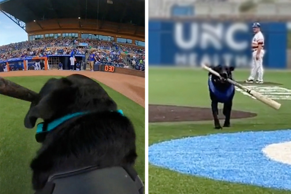 Ripken The Bat Dog is making baseball an adorable game to watch!