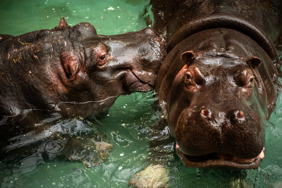 Rotze läuft aus der Nase: Zwei Nilpferde im Zoo mit Corona infiziert!