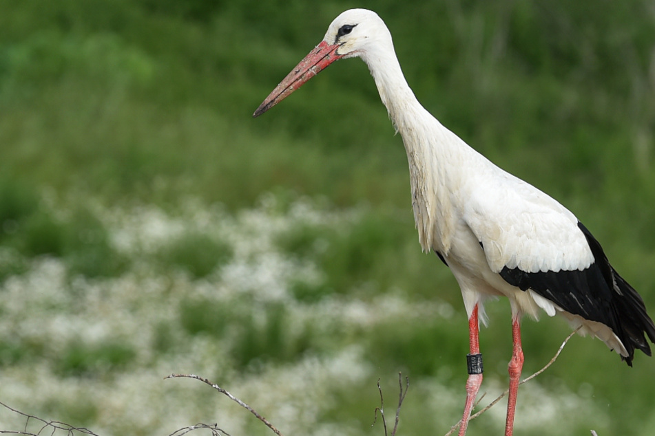 Der Storch sorgte für einen Polizeiseinsatz. (Symbolbild)
