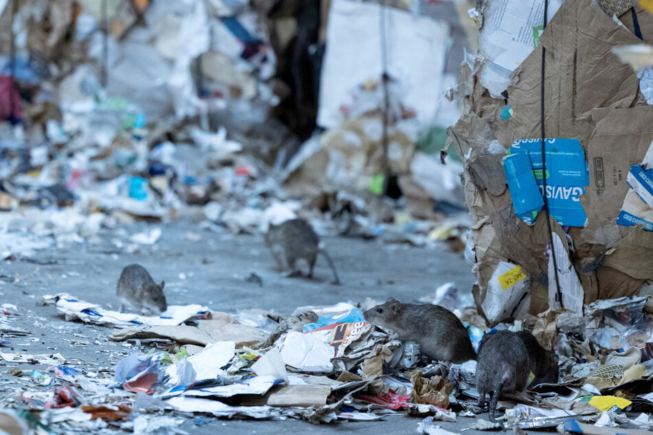 Laut Angaben der französischen Akademie der Medizin kommen in Paris 1,5 bis 1,7 Ratten pro Person. In kaum einer anderen Stadt leben mehr Ratten.