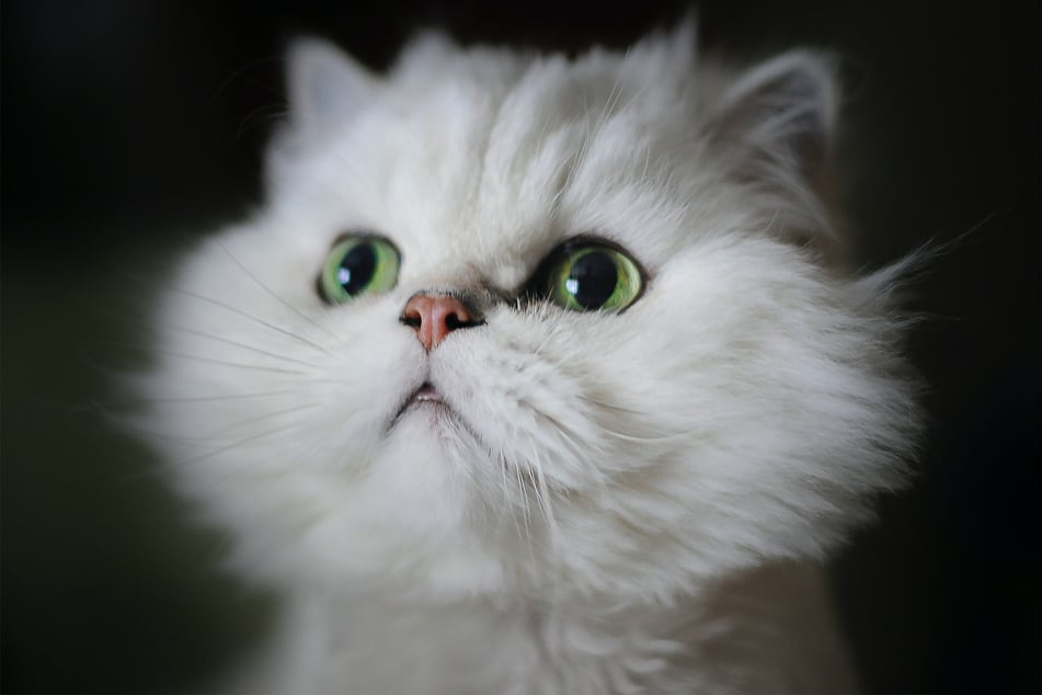 There are many gorgeous white cat breeds out there, and they deserve more respect.