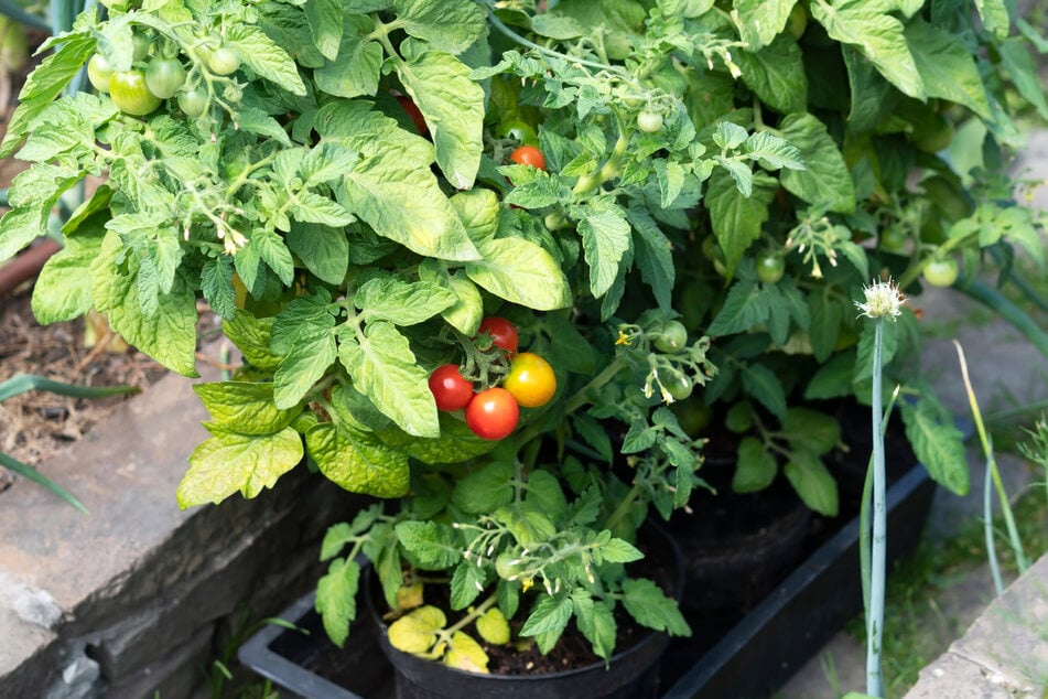 Im Kübel kann man Tomaten mit Salzwasser gießen, ohne den umliegenden Boden zu beschädigen.