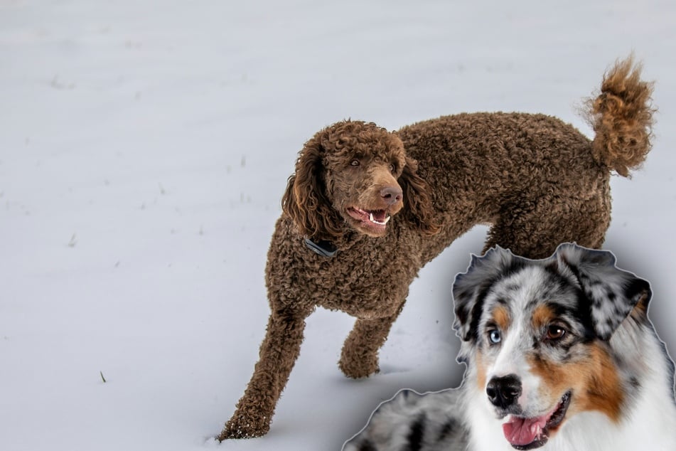 Wie ein Mix aus Australian Shepherd und Pudel wohl aussieht?