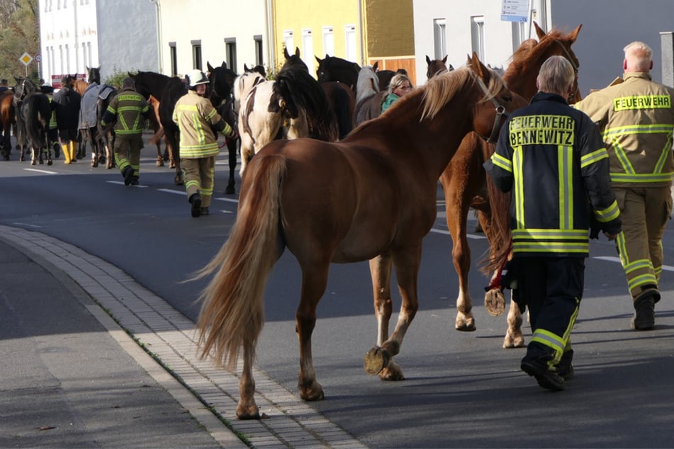 Tierischer Einsatz: Feuerwehr muss verirrte Pferdeherde von Bundesstraße retten