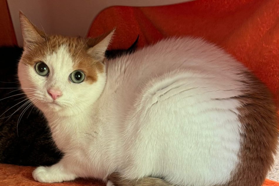 Katze Toni möchte nicht bedrängt werden. Wer schenkt ihr Raum zur Entfaltung?