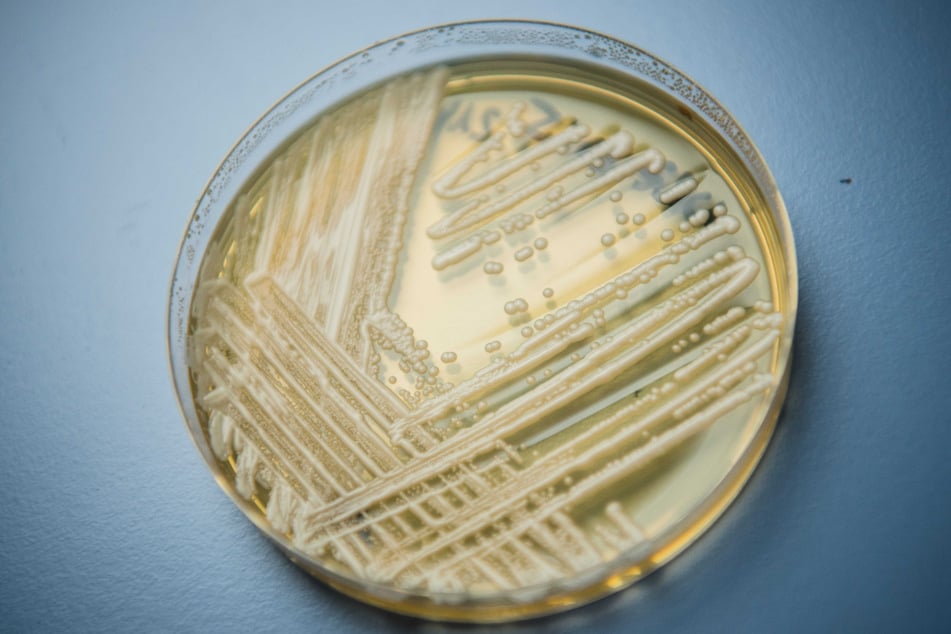 V Německu byl již zaznamenán výskyt patogenu Candida auris. Přesto zatím neexistuje žádný vážný důvod k obavám.